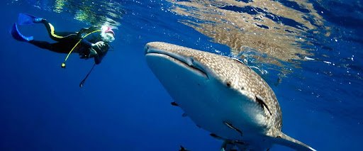 Shark Diving in Fiji