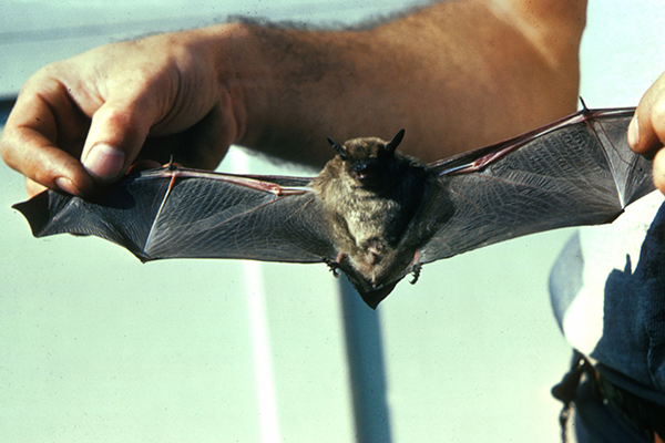 Protecting Your Property from Unwanted Bat Residents