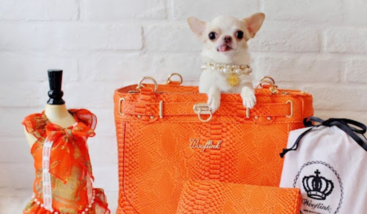 Wooflic Designer Dog Fashion Guide