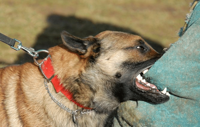 Dog Bite Injuries